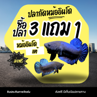 ราคา ปลากัดหม้ออินโด อาหารปลากัดหม้อ อินโดแท้ ซื้อ 3 ฟรี 1 คัดพ่อแม่อย่างดี หนังเหนียว (23533216918)