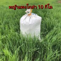 ราคา หญ้าแพงโกล่า หญ้าแพงโกล่า10กิโล พันธุ์หญ้าแพงโกล่าสด หญ้าแพงโกล่าเลี้ยววัว แพงโกล่าพร้อมปลูก หญ้าเลี้ยงสัตว์ ปลูกหญ้าแพงโกล่า10กิโล (19353471050)