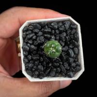 ราคา ถูกที่สุด แคคตัสช้างไร้หนาม cactus succulents กระบองเพชร ถังทอง เรนโบว์ (22828676703)