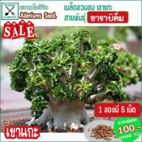 ราคา เมล็ดชวนชม สายพันธุ์เขาแกะ แกะอาราบิคั่ม (2453680873)