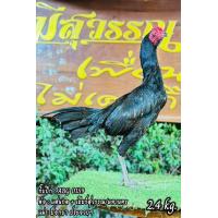 ราคา ไขไก่ชน พม่าแข้งคม รับประกันเชื้อ จัดส่งไว (23434139963)