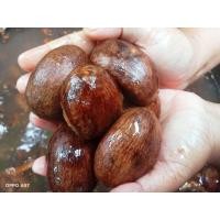 ราคา เมล็ดทุเรียนป่า เรียนนก คัดเมล็ดคุณภาพ จำนวน1กิโลกรัมสำหรับเพาะปลูก (19928688026)