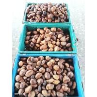 ราคา เมล็ดทุเรียนป่า เรียนนก คัดเมล็ดอย่างดีจำนวน1กิโลกรัม นำไปเสริมรากเพิ่มความแข็งแรง (19817525554)