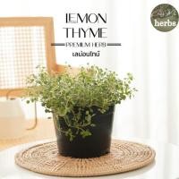 ราคา H24 เลมอนไทม์ Lemon Thyme ส่งแบบ กระถาง 6 นิ้ว สูง 15 30 cm สมุนไพรฝรั่ง กลิ่นหอม ดีต่อสุขภาพ Herb (20719548790)