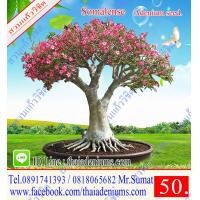 ราคา ขายเมล็ดชวนชม เมล็ดสำหรับการเพาะพันธุ์ ได้แก่เม็ดชวนชมอาราบิคั่ม เมล็ดชวนชมไทยโซโค เมล็ดชวนชมยักษ์ญี่ปุ่น เมล็ดชวนชมฮอลแลนด์ เมล็ดชวนชมยักษ์ซาอุ (2756312913)