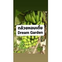 ราคา หน่อพันธุ์กล้วยหอมเตี้ย จาก จ นครศรีธรรมราช (9869613579)