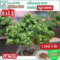 ราคา เมล็ดดชวนชม สายพันธุ์เขาแกะ แกะชฏาเพชร (2453662681)