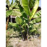 ราคา หน่อกล้วยดำอินโดหรือตานีดำ กล้วยแปลก หน่อขุดสด ลำต้นสีดำสนิท ใบเขียวทรงตานี เพาะเม็ดได้ แต่งร้านสายดาร์ก (17797419105)