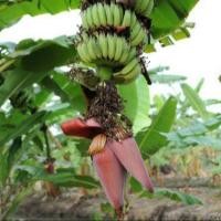 ราคา 1 ต้น กล้วย มีรากแล้ว พร้อมปลูก ขนาดต้นสูง 30 50 ซม สายพันธุ์น้ำว้า (22121882195)