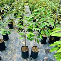 ราคา ต้นทุเรียนนกกระจิบสูง100 110ซม ปลูกง่ายกว่าทุเรียนพันธุ์อื่น โตเร็ว ลูกดก (11715080362)