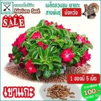 ราคา เม็ดชวนชม สายพันธุ์เขาแกะ แกะบังหวัง (2453692048)