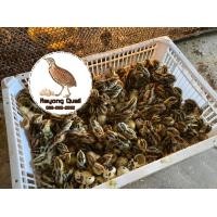 ราคา ไข่เชื้อนกกระทา 50 ฟอง สำหรับฟัก (9815227201)