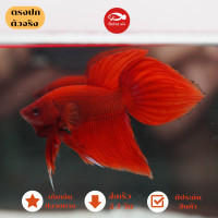 ราคา ปลากัดจีน สีแดง หางพู่กัน Male เพศผู้ เลี้ยงสวยงาม มีประกันสินค้า มีปลายทาง (23682101993)