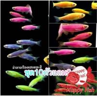 ราคา อาหารสำหรับปลา ปลาม้าลายเรืองแสง เลือกสีได้ เซ็ท10แถม2 มีประกันสินค้า อาหารเสริมสร้างสุขภาพปลา (24505088091)