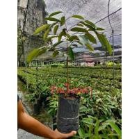 ราคา ต้นทุเรียนนกกระจิบ 100ซม เลี้ยงแดด80 ลำต้นแข็งแรงใบสวยพร้อมลงดิน ทุเรียนพันธุ์นกกระจิบ ปลูกง่ายกว่าทุเรียนพันธุ์อื่นๆ ลูกดก โตเร็ว (10740321645)