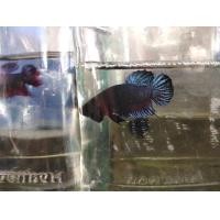 ราคา ปลากัดมาเลลูก นอก ผลงานดี (19056017649)