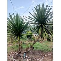 ราคา ต้นจันผา จันทร์ผาป่า (17933838224)