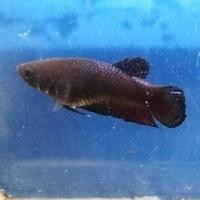 ราคา ปลากัดแปดริ้ว ตัวเมีย (17463091059)