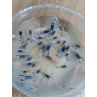 ราคา ชุดบูลโกส สีน้ำเงินกุ้งเครฟิตบูล 1 5 2 5 จำนวน1 พิเศษ3แถม1 (24384501136)