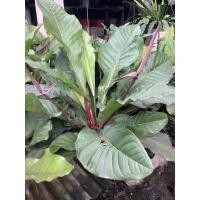 ราคา ต้นโชคเก้าชั้น โชคเก้าชั้น โชค 9 ชั้น โชคเก้าชั้นดำ หน้าวัวใบ ดอกหน้าวัว (19622760327)