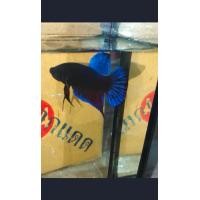 ราคา ปลากัดเก่ง ชุดF77 มาเลย์ลูกนอก สายล่าเดิมพัน เพศผู้ (16967535175)