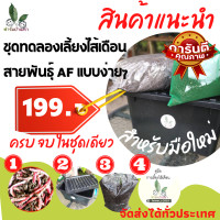 ราคา ชุดทดลองเลี้ยง ไส้เดือน af ชุดผลิตมูลไส้เดือน ชุดเลี้ยงไส้เดือน แบบง่ายๆ สำหรับมือใหม่ ครบ จบ ในชุดเดียว (16173935560)