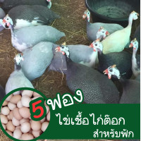 ราคา ชุดไข่เชื้อไก่ต๊อก 5 ฟอง สำหรับฟัก (19061829479)