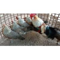 ราคา 5 ฟอง ไข่เชื้อไก่ป่าหูขาว สำหรับฟัก (23857401446)