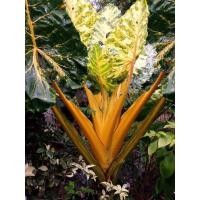 ราคา Hot บอนกระดาษทอง บอนเพชรเจ็ดสี Alocacia ไข่บอนกระดาษทอง ราคาแบ่งปัน ด่วนสินค้ามีจำนวนจำกัด (18082256848)
