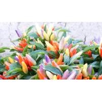 ราคา เมล็ดพันธุ์ พริกประดับสายรุ้ง Ornamental Pepper ปลูกง่าย ปลูกได้ทั่วไทย (15777097059)