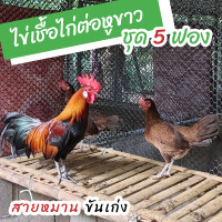 ราคา ไข่เชื้อไก่ต่อหูขาว ชุด 5 ฟอง สำหรับฟัก (14610041727)