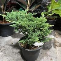ราคา ต้นสนเลื้อยแคระ สนจูนิเปอร์ Juniperus procumben (21404952097)