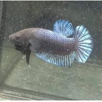 ราคา ปลากัดอินโด ชุด vip32 ดุๆคมๆ (21407771152)