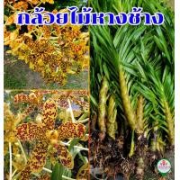 ราคา ว่านเพชรหึง ว่านหางช้าง กล้วยไม้หางช้าง ต้นใหญ่ดอกใหญ่ (20316012979)