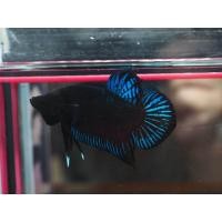 ราคา ปลากัดหม้อสายกัดเก่ง คละสีส่ง มีหลายสี หลายขนาด (10076297502)