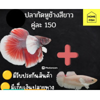 ราคา ปลากัดคู่ผู้เมียหูช้างหางยาว สวยงาม คัดเกรด มีรับประกันสินค้า มีเก็บเงินปลายทาง (24341854152)