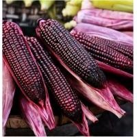 ราคา เมล็ดพันธุ์ ข้าวโพดข้าวเหนียวม่วงซูพรีม Waxy Corn Supreme ปลูกง่าย ปลูกได้ทั่วไทย (15814451390)