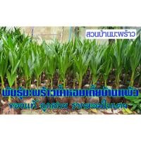 ราคา พันธุ์มะพร้าวน้ำหอม มะพร้าวน้ำหอม มะพร้าว ต้นเตี้ยแท้ บ้านแพ้ว ขั้นต่ำ 2 ต้น ลูกดกก้นจีบ คัดไซส์ ไม่ปน หอมหวาน รากหอมใบเตย สวยตรงปก (20980674057)