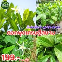 ราคา ต้นพันธุ์ปักชำดอกพุดเศรษฐีสยาม สูง 60 90 ซม หรือดอกกังหันลมยักษ์ ออกดอกเดี่ยวสีขาว ใกล้ปลายยอด ให้กลิ่นหอมอ่อนๆตลอดวัน ออกดอกตลอดปี ชอบแดดเต็มวัน หมั่นตัดแต่งให้เป็นทรงพุ่ม เพื่อให้ต้นได้รับแสงแดดได้เ