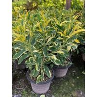 ราคา ต้นแก้วมุกดาใบด่าง แก้วมุกดาใบด่าง ต้นแก้วมุกดาด่าง แก้วมุกดาด่าง ดอกแก้วมุกดาด่าง ดอกแก้วมุกดาใบด่าง ไม้ด่าง ไม้เหลืองทอง ไม้มงคล ขนาดกระถาง 11 นิ้ว (20957012706)