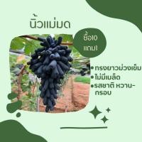 ราคา โปรส่งท้ายปี ซื้อ4แถม1 สินค้ามีพร้อมส่ง กิ่งพันธุ์องุ่น นิ้วแม่มด องุ่น ต้นองุ่น แบบกิ่งตอนตอป่าติดตาพันธุ์ (21565028040)
