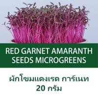 ราคา เมล็ดไมโครกรีนผักโขมสีแดงเรดการ์เนท 20 กรัม Amaranth Red Garnet Microgreens seeds 20 g (22861825485)