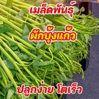 ราคา สุดคุ้ม ผักบุ้งแก้ว เมล็ดพันธุ์ 1 กิโลกรัม Thai Water Spinach Seeds เมล็ดผักบุ้งไทย ผักบุ้งน้ำ ผักบุ้งเย็นตาโฟ ผักบุ้งโอ่ง (14264806989)