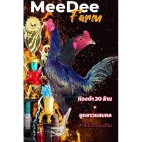 ราคา ไข่ไก่ชนพม่า ทองดำ30ล้าน ลูกสาวแสนกล70 ล้าน สายเลือดส มีสุวรรณ 100 (23831927921)