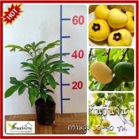 ราคา ต้นอินจัน อินจัน ต้นอิน ต้นจัน ชื่ออื่น จัน อิน จันอินจันโอ จันอิน จันลูกหอม จันท์ลูกหอม จันขาว ลูกจัน ลูกอิน จันอิน ลูกจันทน์ ลูกจันทร (14266066786)