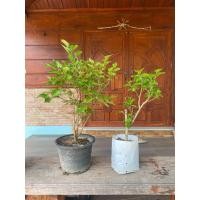 ราคา มัลเบอรี่ ลูกหม่อน ต้นหม่อน ต้นมัลเบอรี่ ถุงใหญ่ พร้อมปลุก (22773200545)