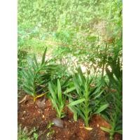 ราคา กล้วยไม้ช้างแดงชุมพร (20837111222)