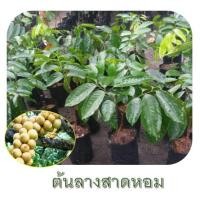 ราคา ต้นลางสาด ลางสาดหอมสมุย ต้นพันธุ์เสียบยอด ขนาดต้นพันธุ์สูง 40 50cm 1ต้น (940818701)