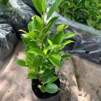 ราคา ต้นไทรเกาหลี 4 บาท ค่าส่งถูกทักแชทนะคะ ชุดละ 50 ต้น แถม 4 ต้น ชุด ไทรเกาหลี 10 30 ซม (4822414191)