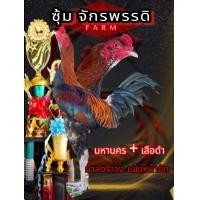 ราคา ไข่ไก่ชนพม่า มหานคร เสือดำ ม้าล่อรำวงแข้งหน้าหวังผลได้เลย (23983261811)